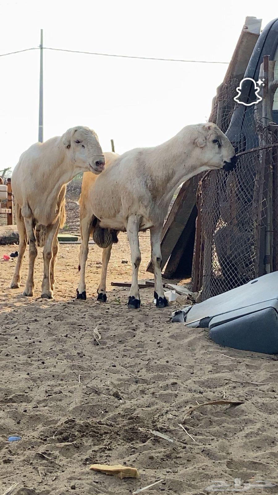 Sheep Stud Ram64438230389635113