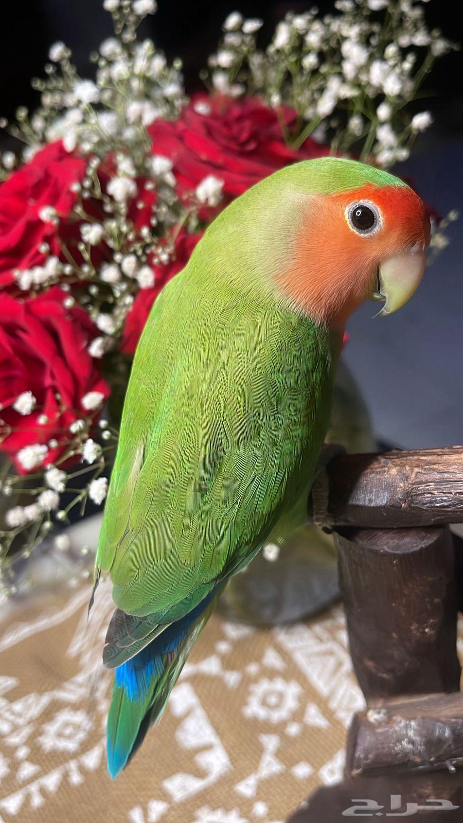 للبيع ببغاء الروز64441171864962110