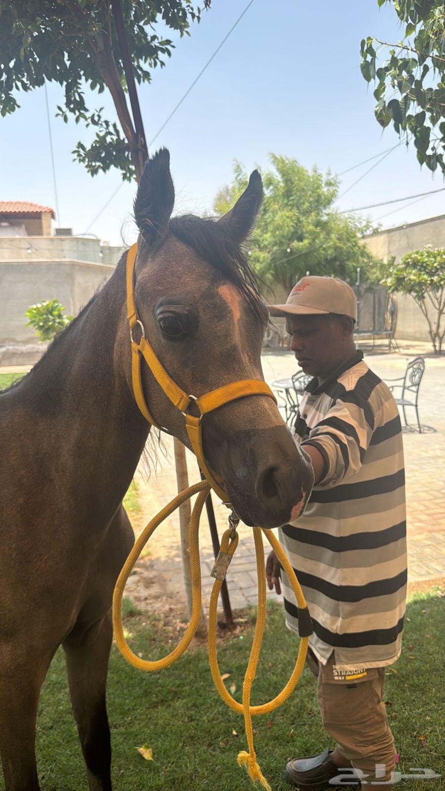 مهر شعبي للبيع64436789686657110