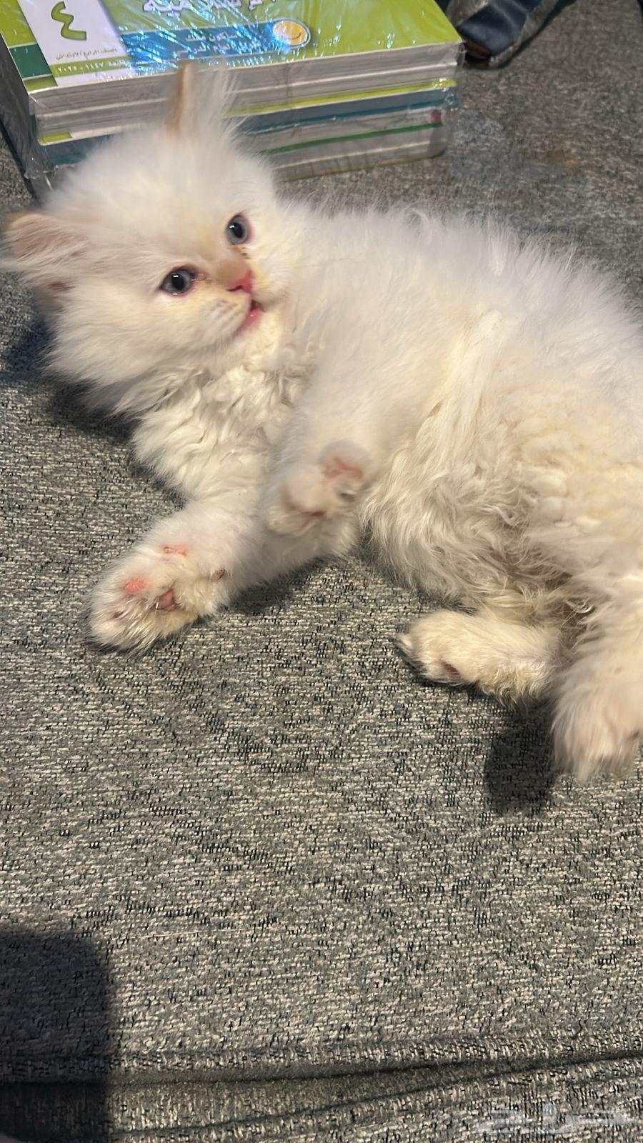 عفش للبيع   قطط64439172301699114