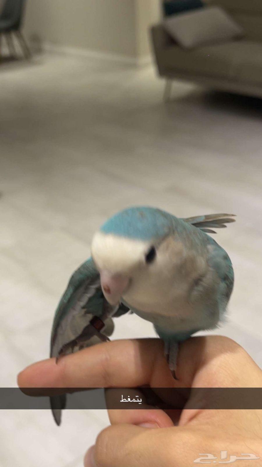 A beautiful, tame bird that dances and talks64434429041411110