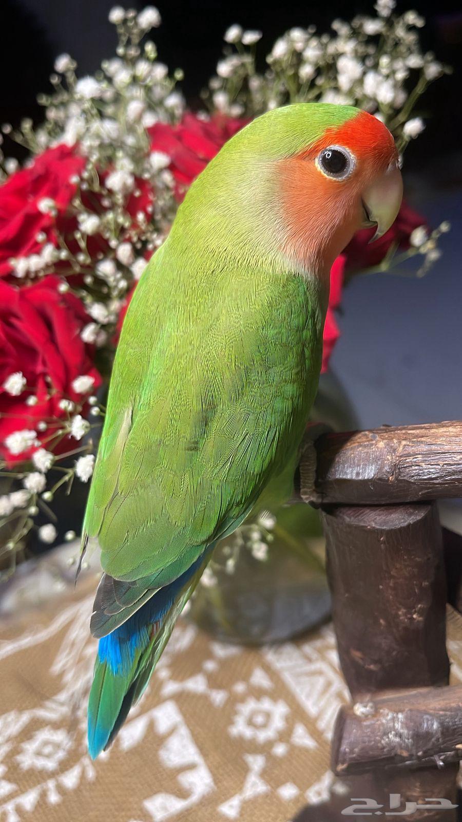 للبيع ببغاء الروز64441171864962113
