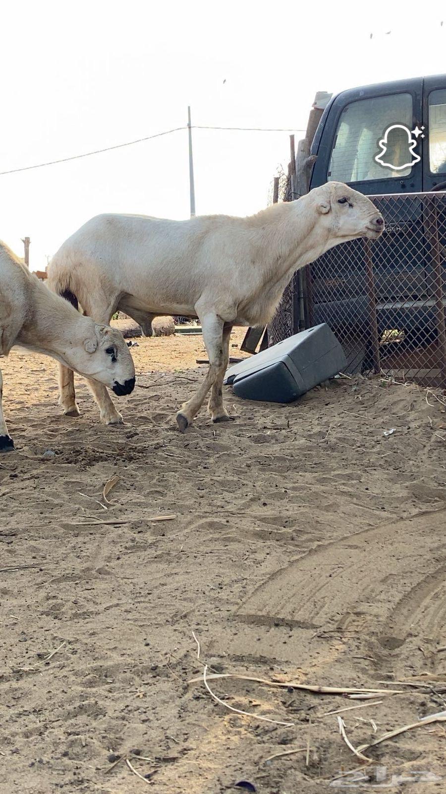 Sheep Stud Ram64438230389635110