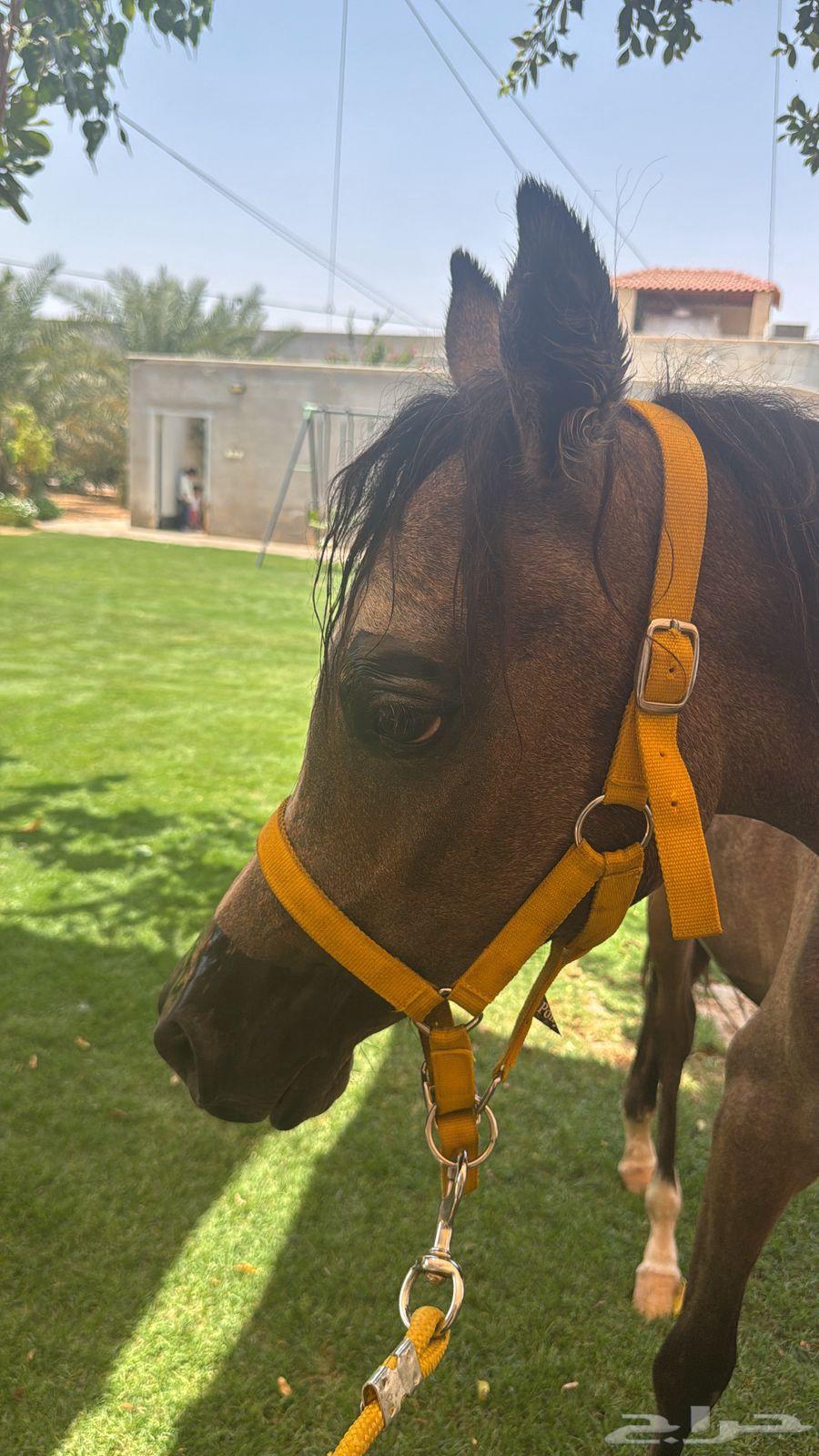 مهر شعبي للبيع64436789686657111