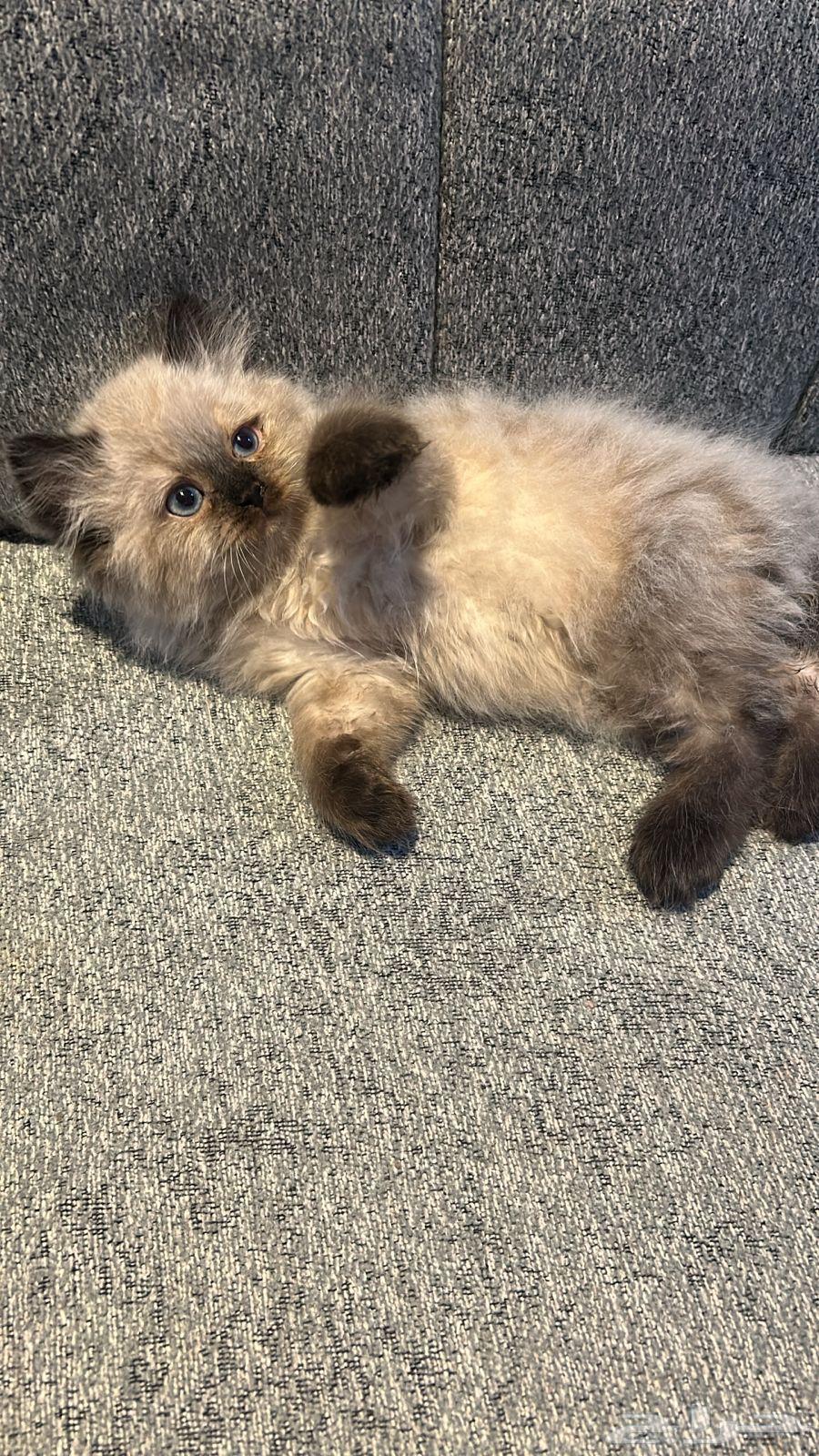 عفش للبيع   قطط64439172301699113