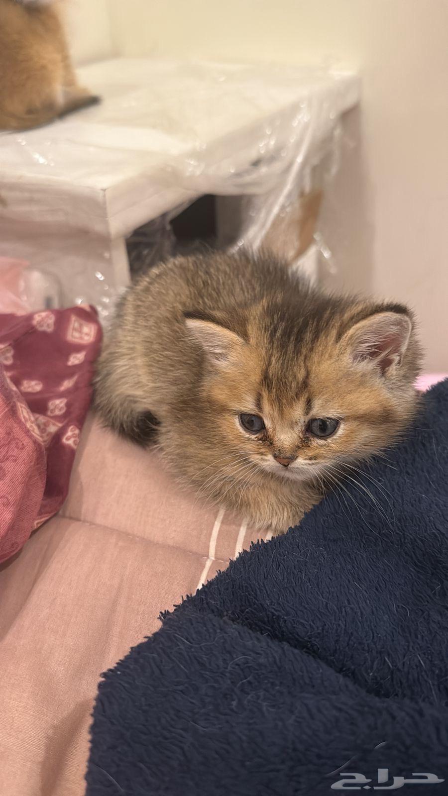 سكوتش كتنز للبيع64435943974914111