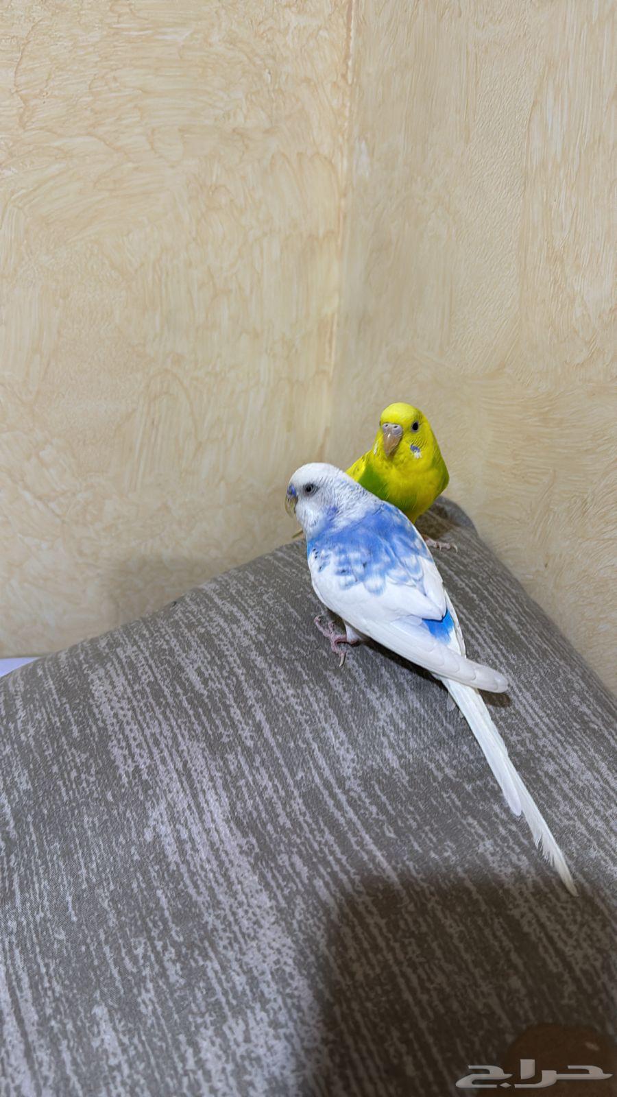 طيور كناري للبيع64438901591937111