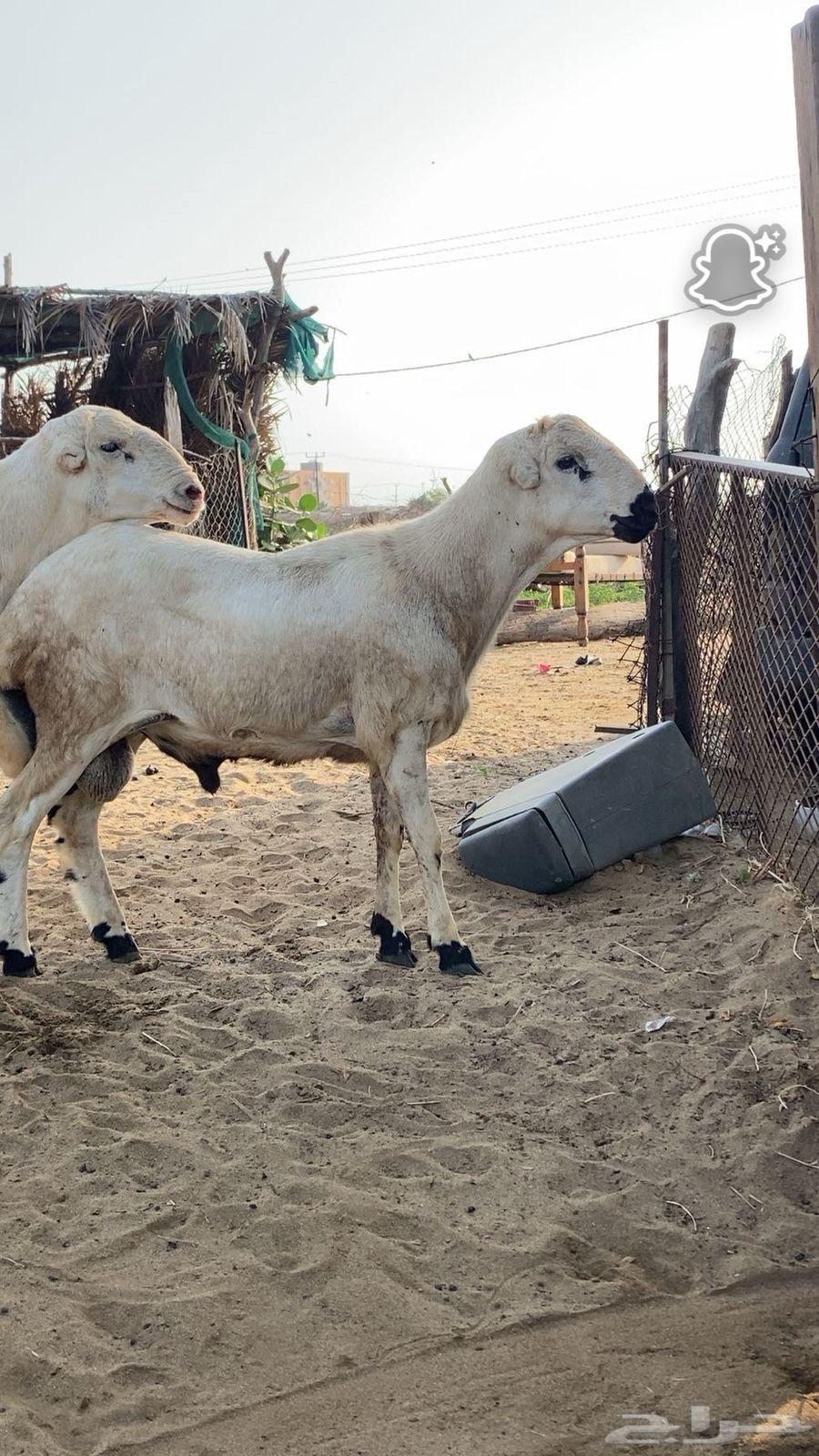 Sheep Stud Ram64438230389635111