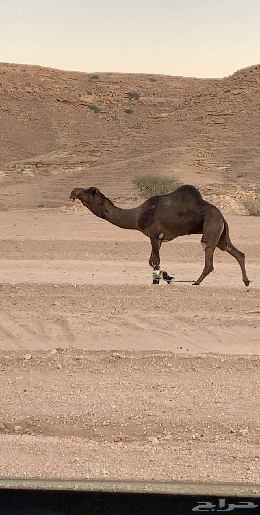 بعير مجهم للبيع منتج64439596453761110