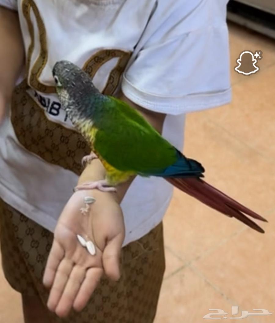 كنيور ذكر للبيع 800اليف64434020488449110