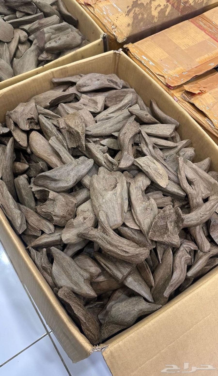 مروكي الشيوخ64438230425859112