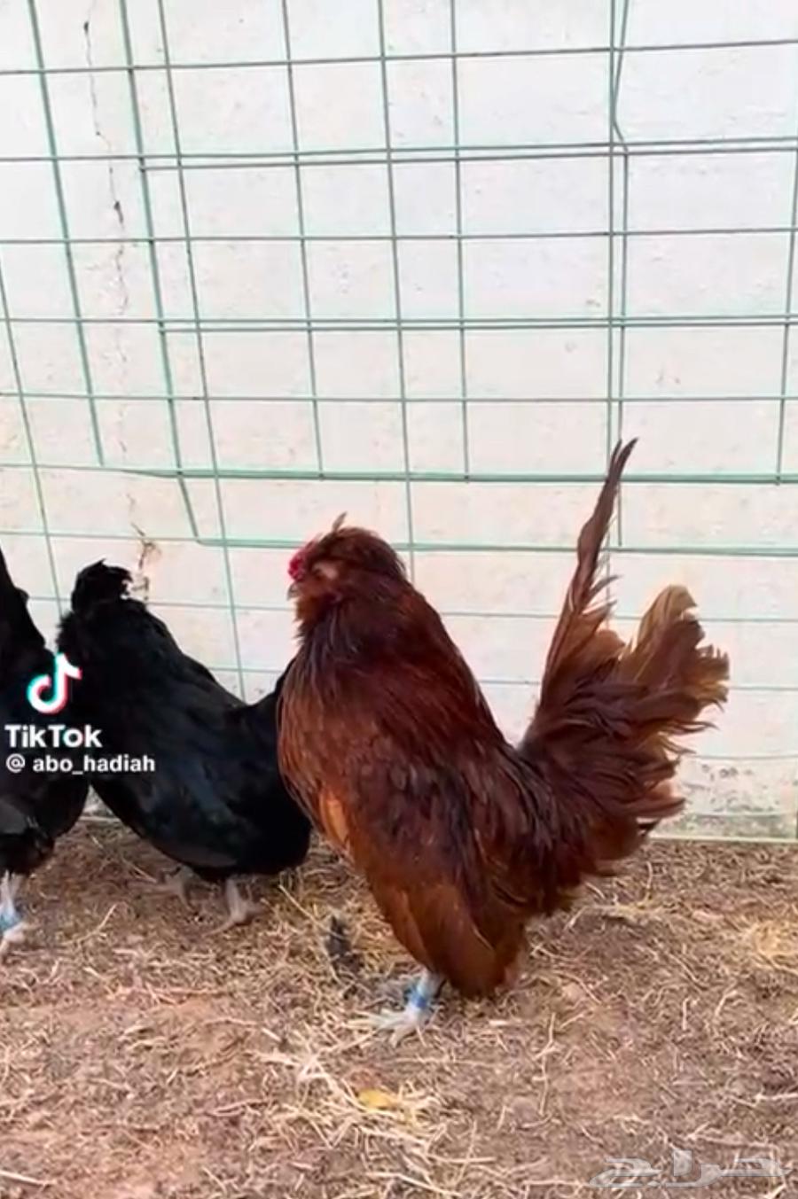 Bom Crest Chickens (External Mothers)64437988607747110