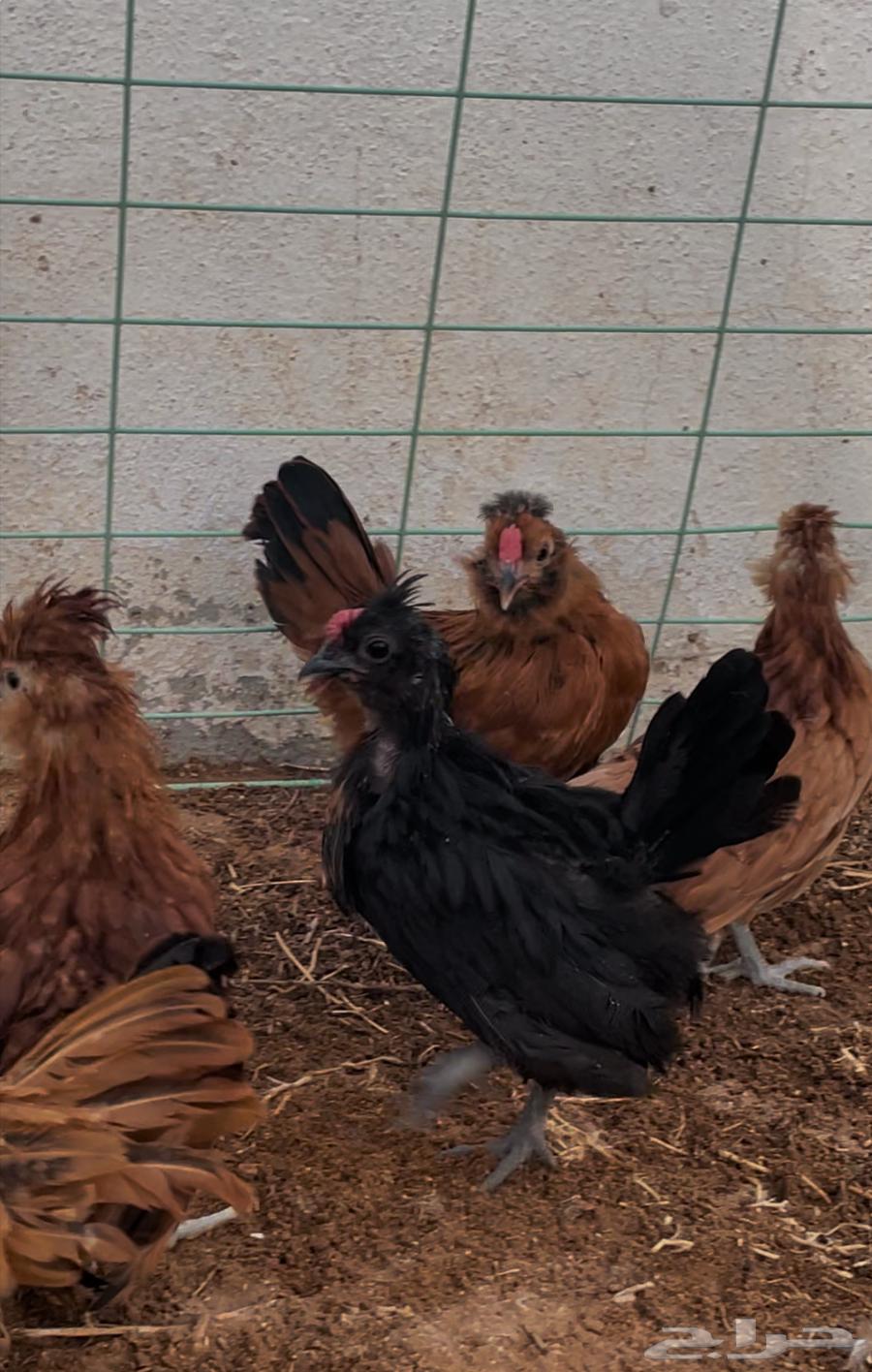 Bom Crest Chickens (External Mothers)64437988607747112