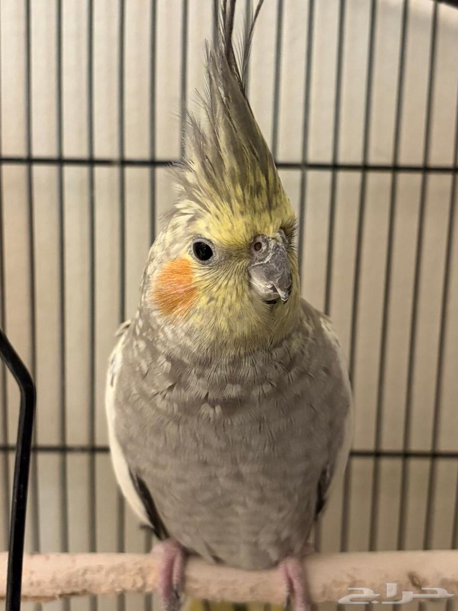 A pair of crowned birds that have never bred before64436776425987112