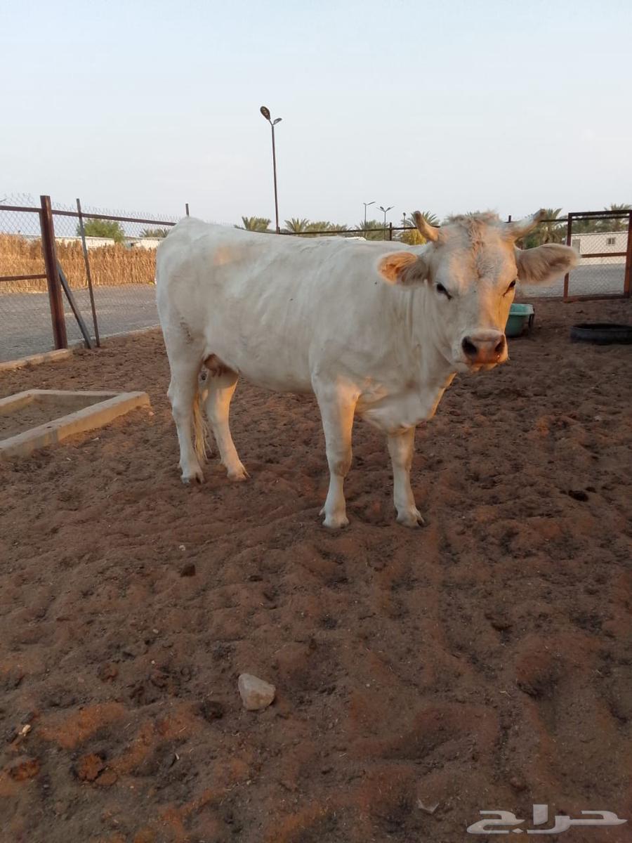 للبيع بقرتين ألمانية لقحات والله أعلم بما في الأرحام64439974502659113