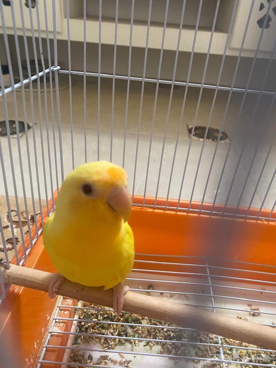 Crowan64439172379907111