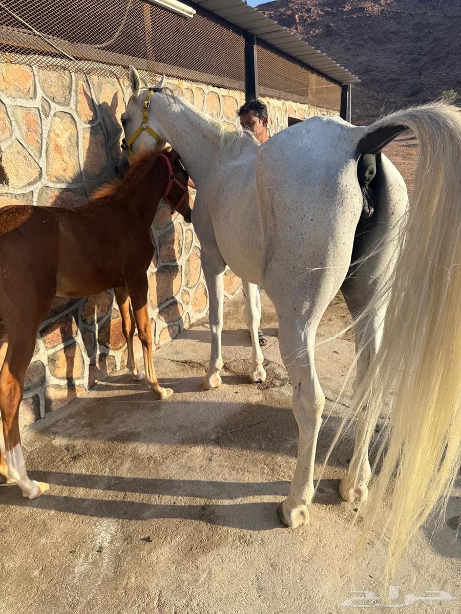 فرس مع مهر للبيع64439185805442112