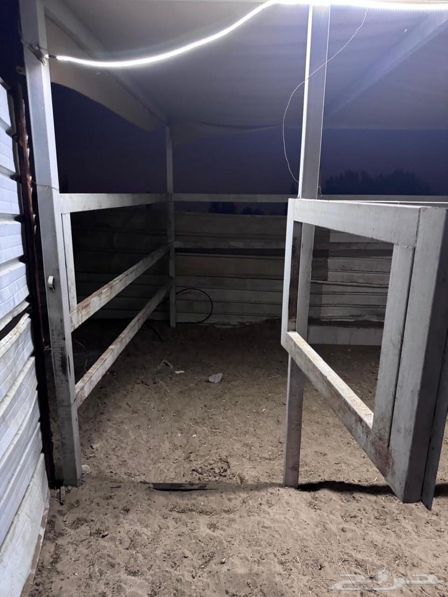 غرف متنقله للخيول والابل64437786768641110