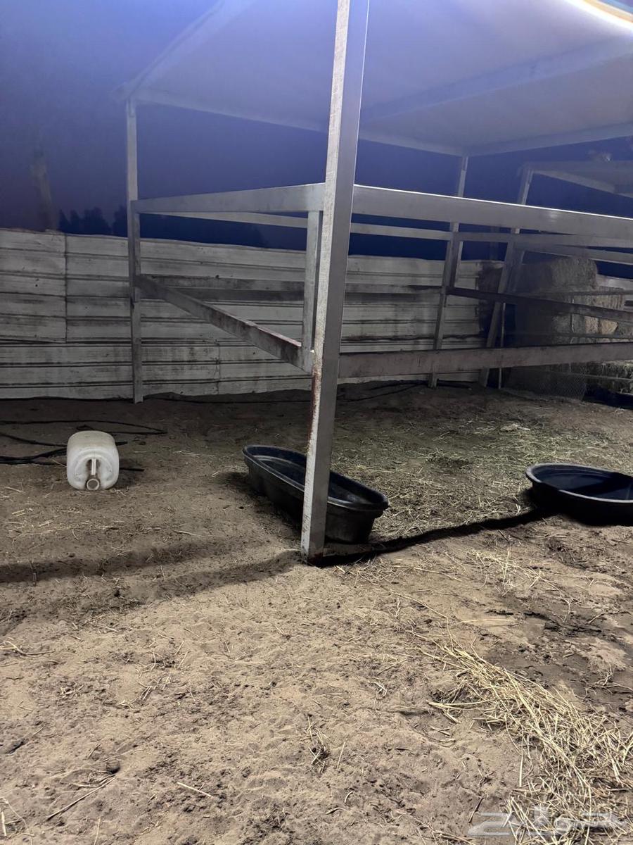 غرف متنقله للخيول والابل64437786768641111