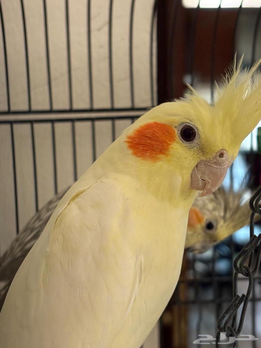 A pair of crowned birds that have never bred before64436776425987113