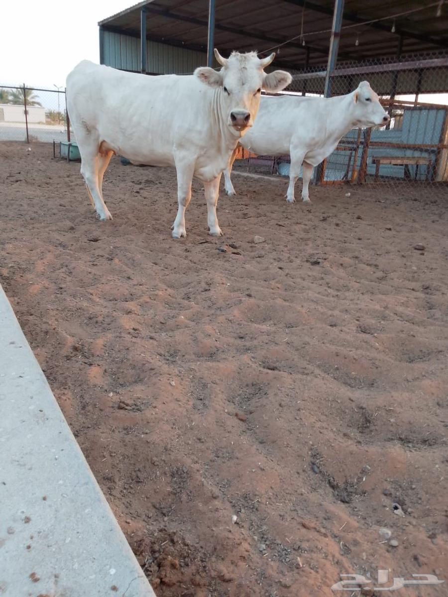 للبيع بقرتين ألمانية لقحات والله أعلم بما في الأرحام64439974502659111