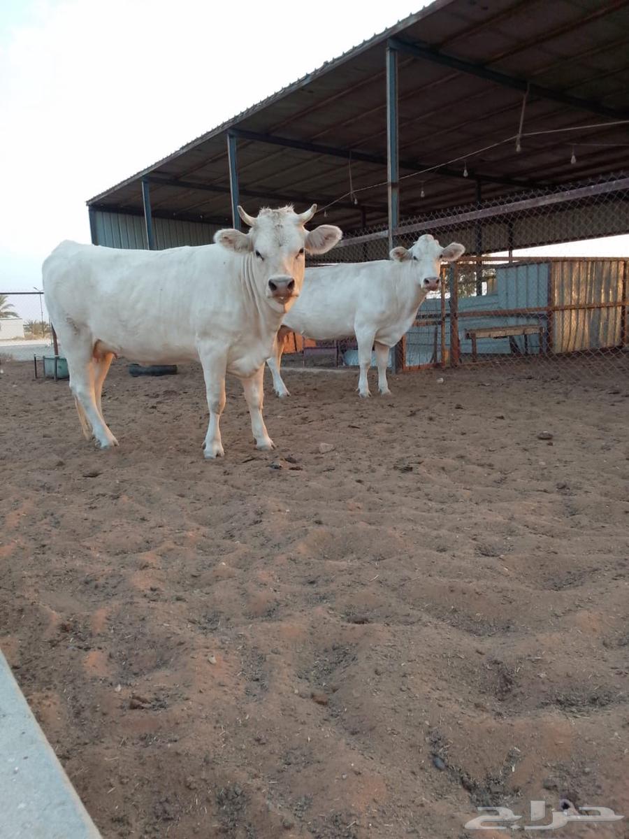 للبيع بقرتين ألمانية لقحات والله أعلم بما في الأرحام64439974502659112