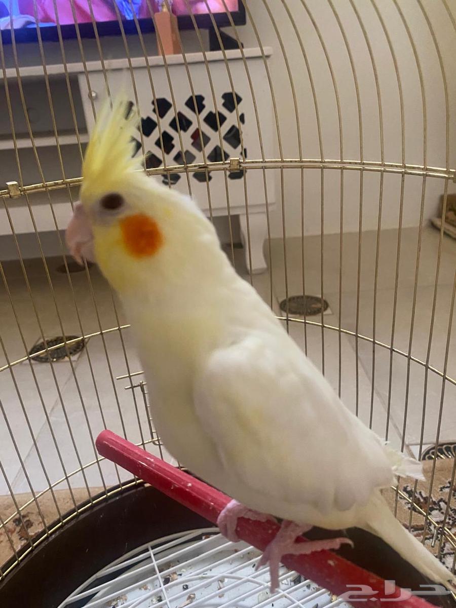 Crowan64439172379907112