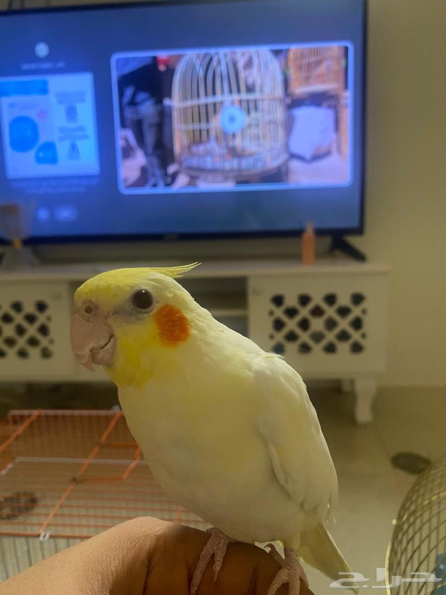 Crowan64439172379907113