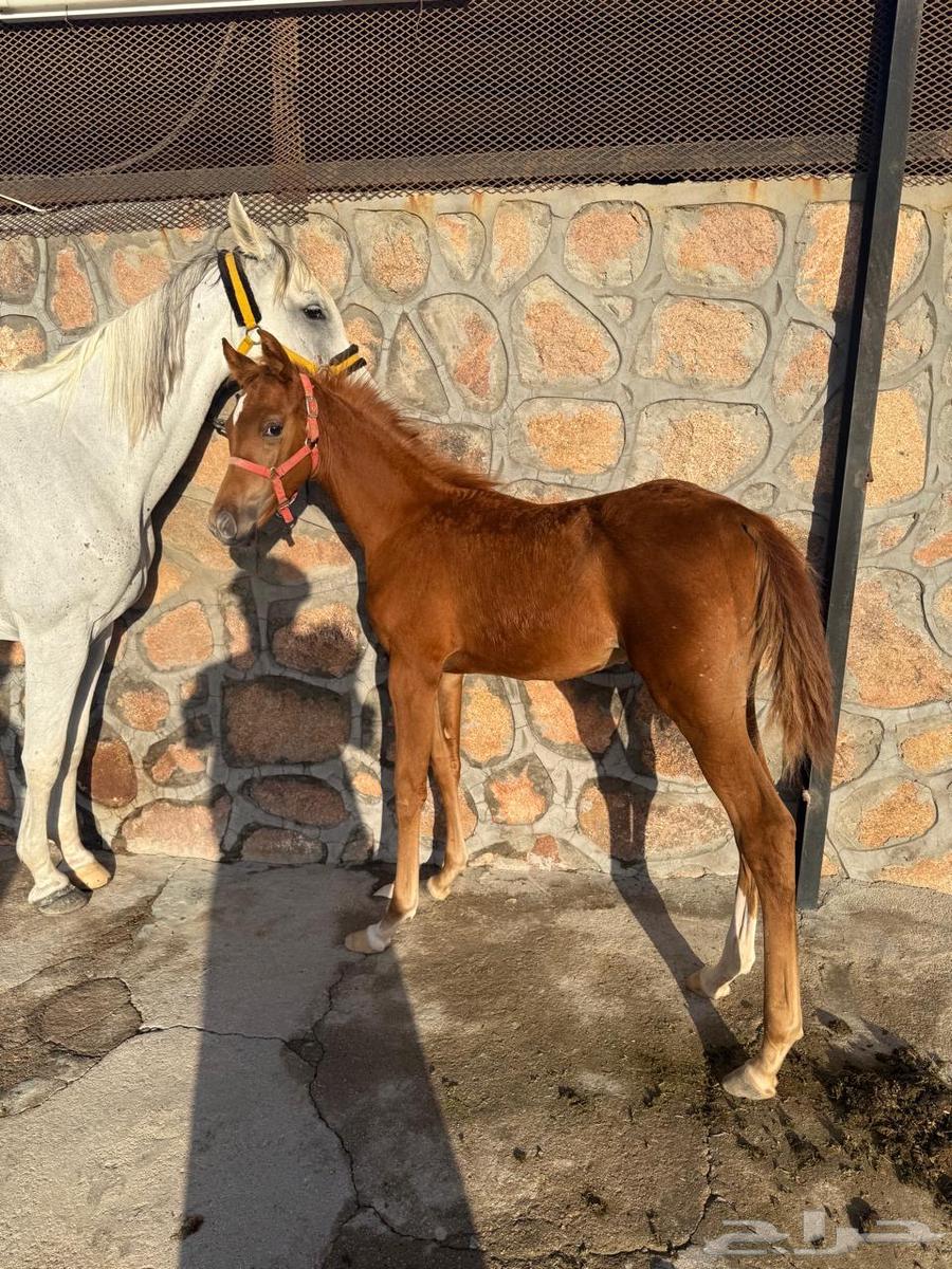 فرس مع مهر للبيع64439185805442110