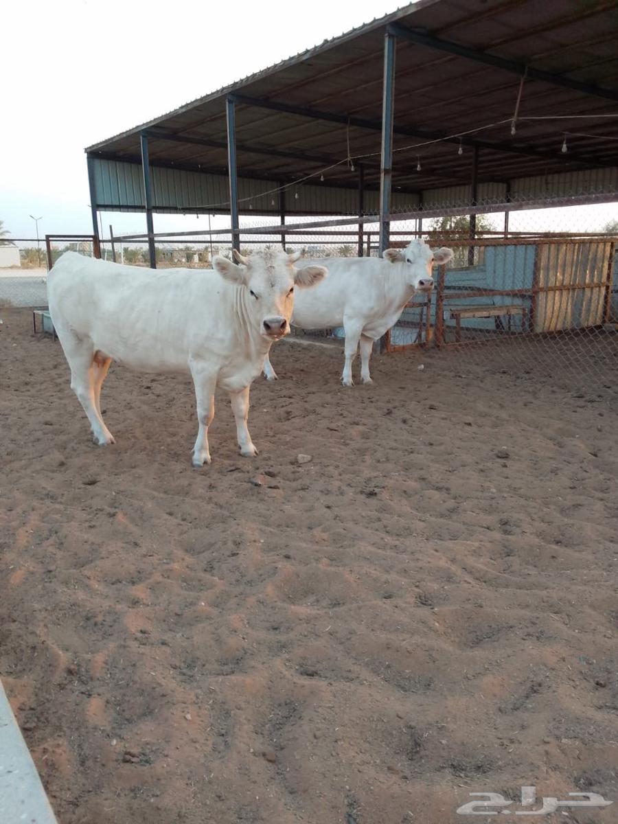 للبيع بقرتين ألمانية لقحات والله أعلم بما في الأرحام64439974502659110