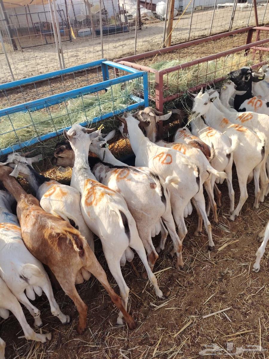 تيوس جديده للجمله للي يبي يربي الحلال64441322536579112