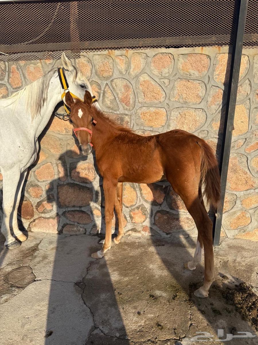 فرس مع مهر للبيع64439185805442111