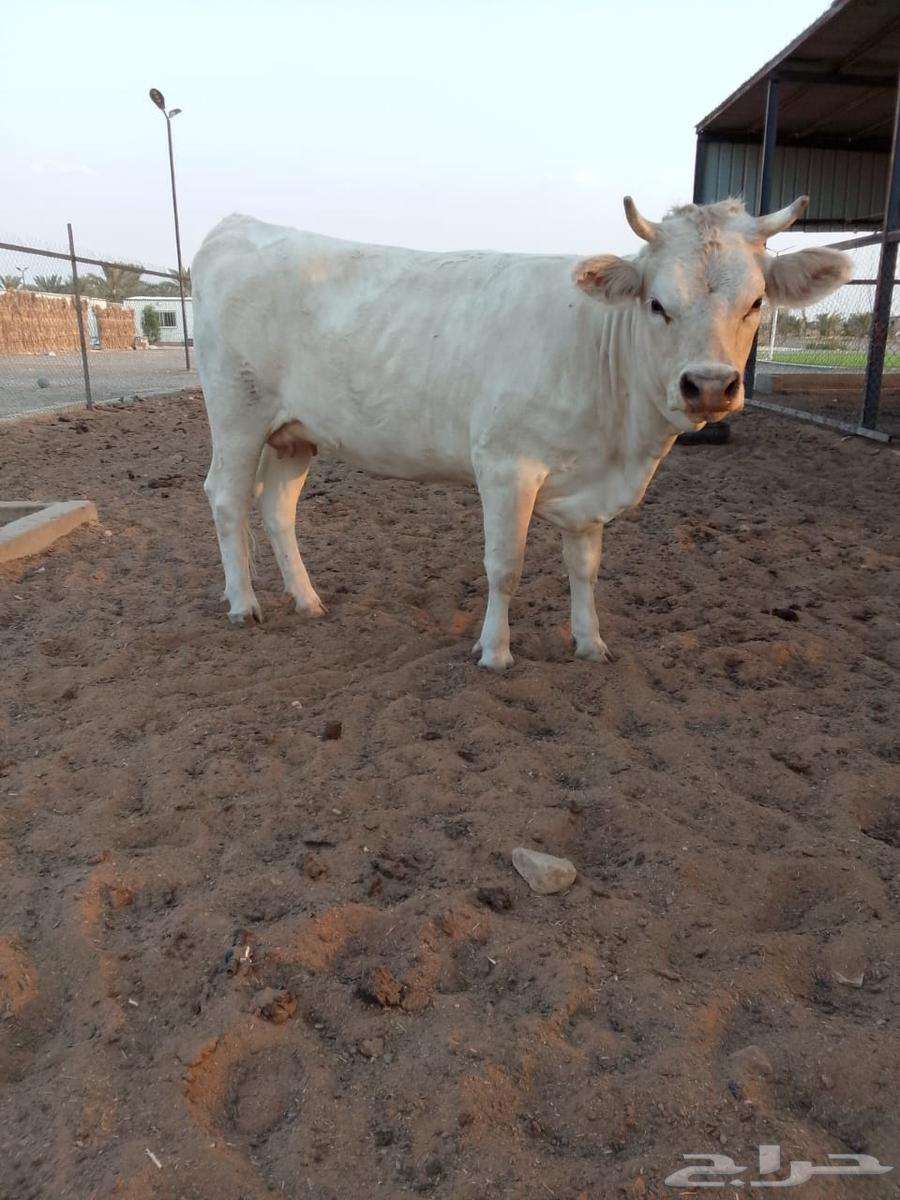 للبيع بقرتين ألمانية لقحات والله أعلم بما في الأرحام64439974502659114