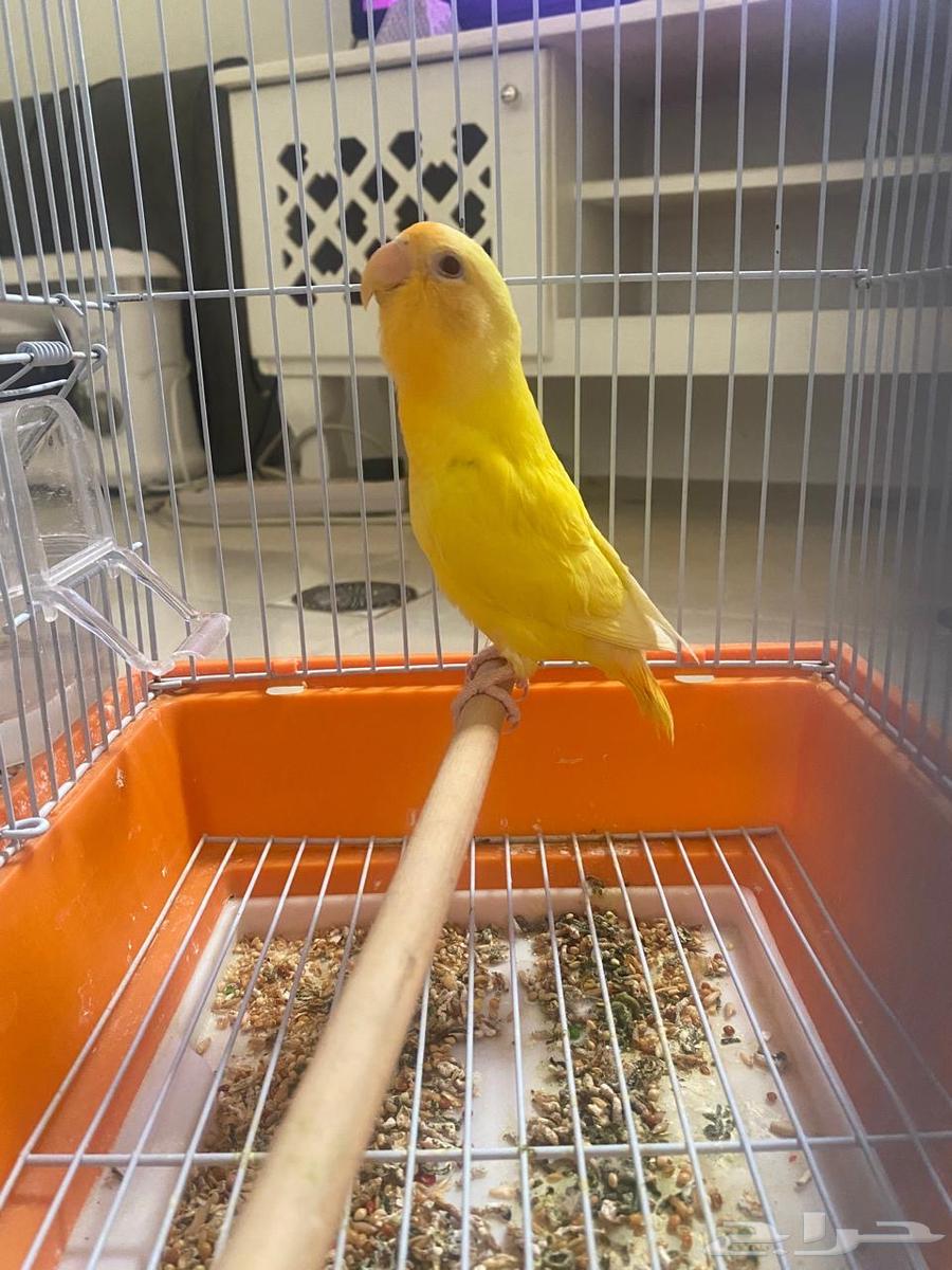 Crowan64439172379907110