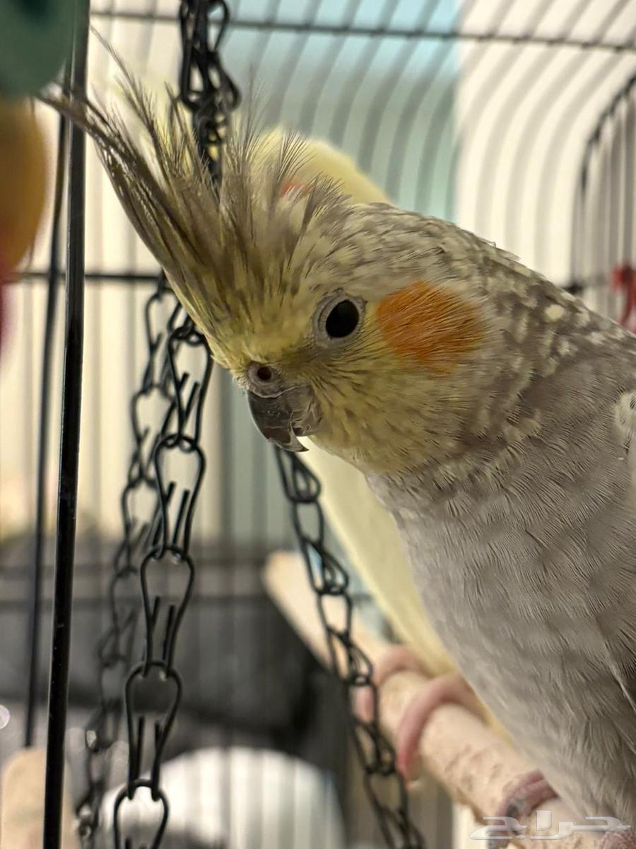 A pair of crowned birds that have never bred before64436776425987111