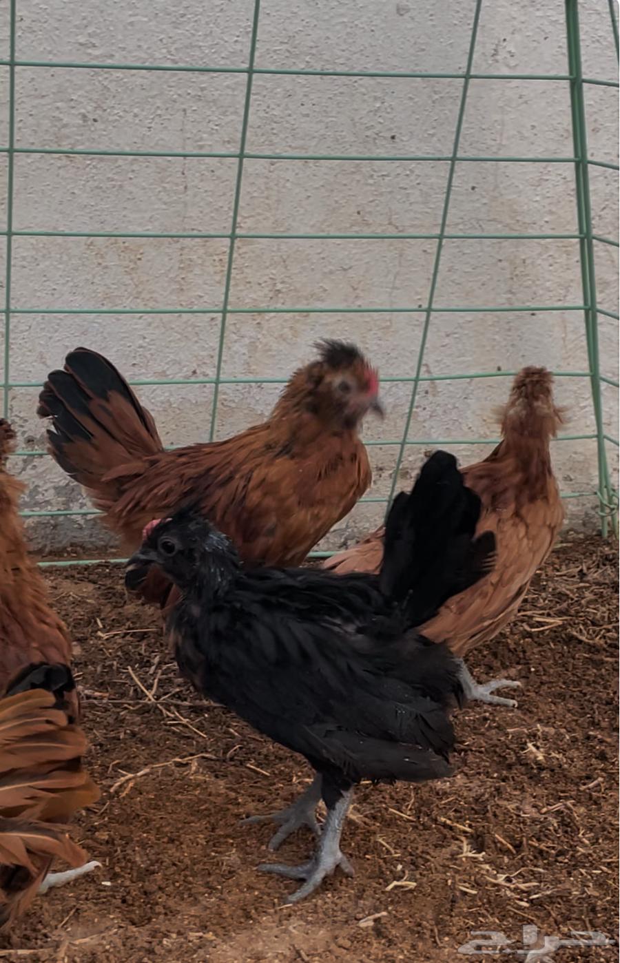 Bom Crest Chickens (External Mothers)64437988607747113