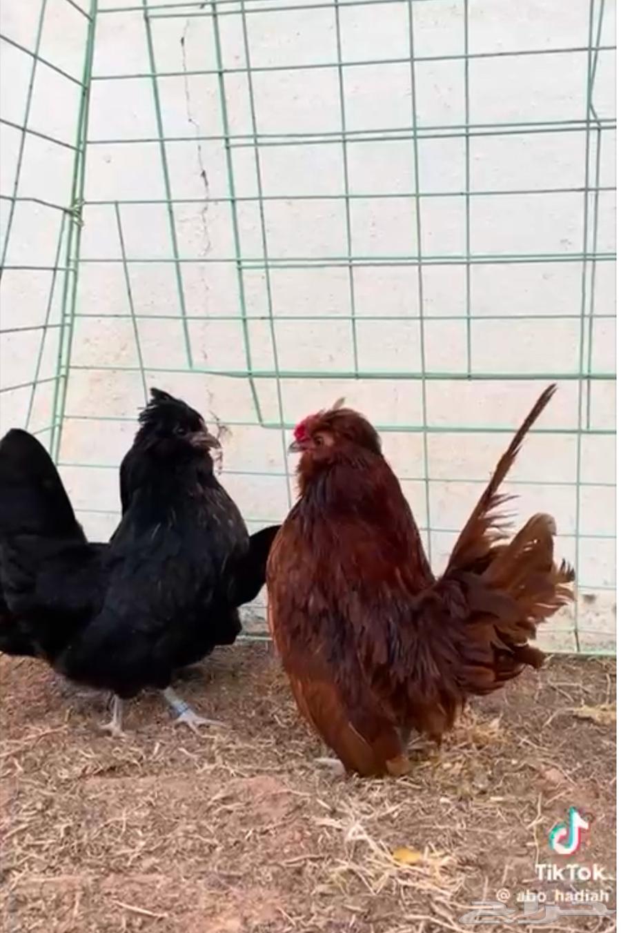 Bom Crest Chickens (External Mothers)64437988607747111