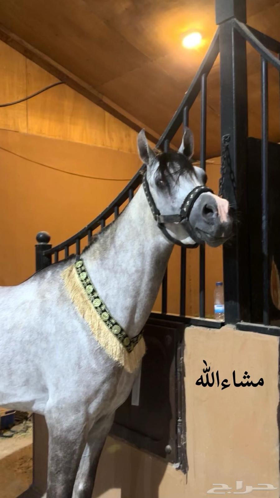 Horse, Egyptian purebred champion64441841780099114