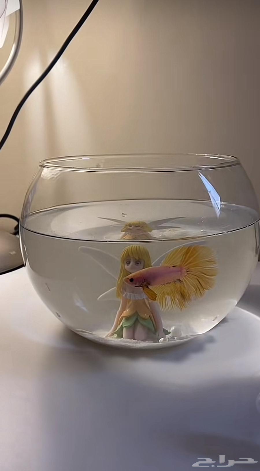 حوض وسمك الفايتر بسعر 45 ريال فقط عرض64441253544193113