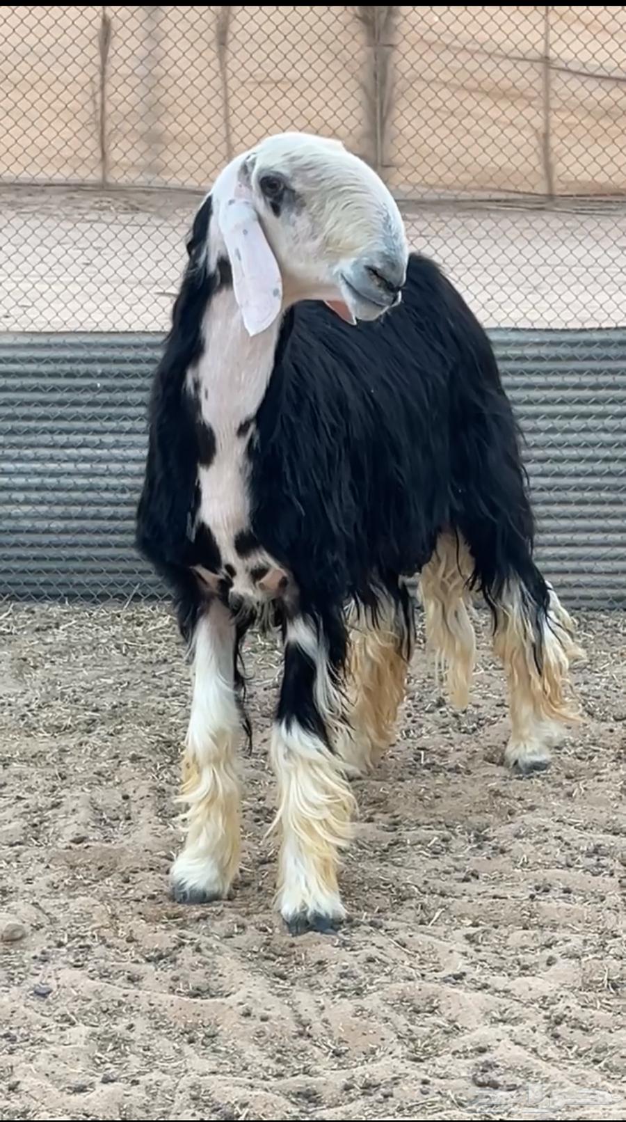 تم البيع فحل نجدي للبيع تم البيع64447930940418112