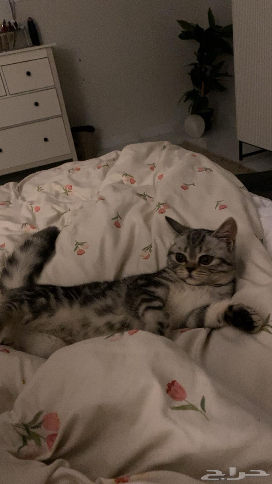 قطوه انثى 3 شهور64448887052931110