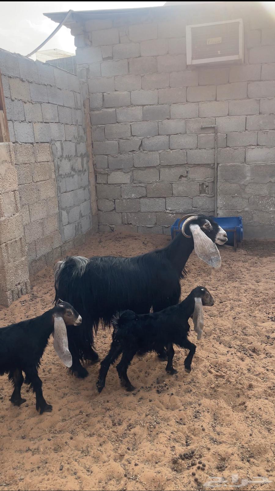 Horned goat with follower (Sold)64446589906433110