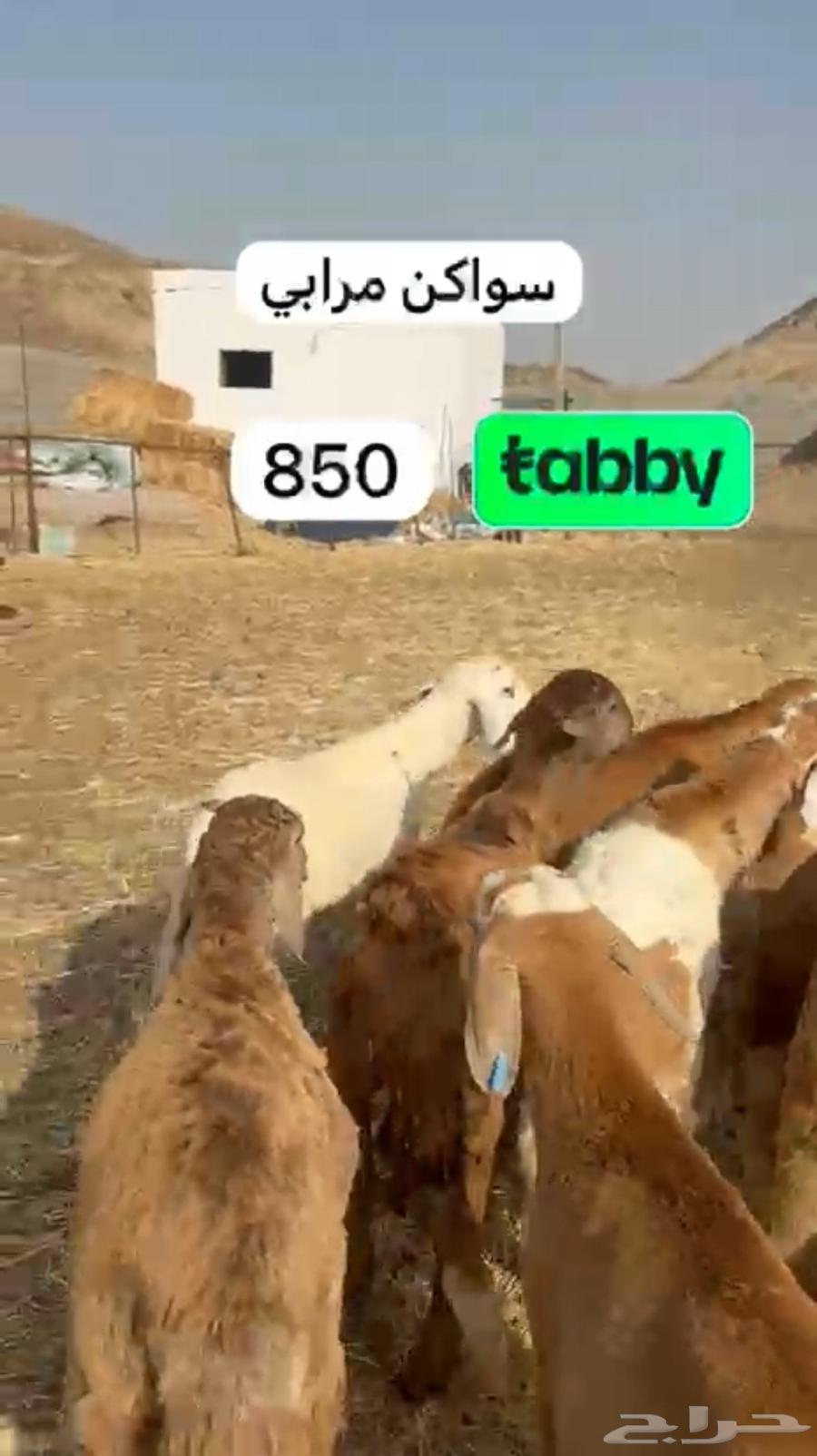 Intend your sacrifice in 4 installments64444405184385110