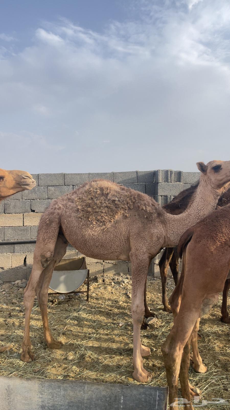 حشو مفاريد بريه( تم البيع )64443263453441110