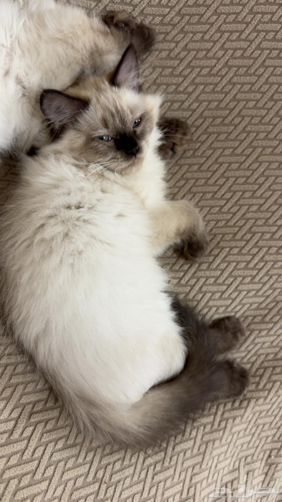 كيتن هملايا64447930892161114