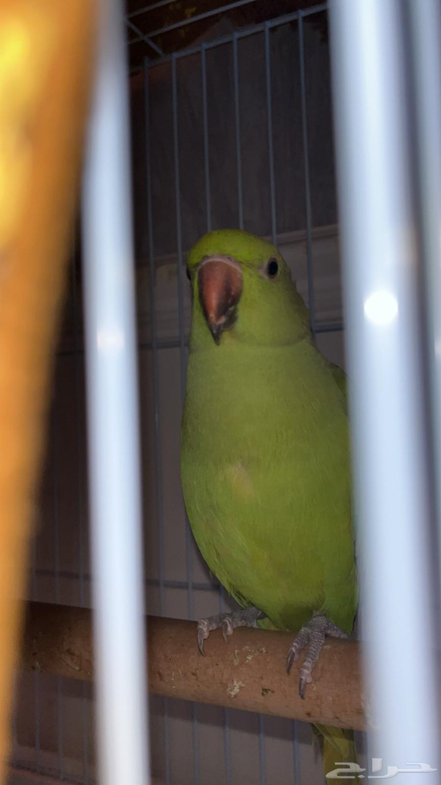 كويكر و دره متكلمين و البيع مستعجل64446662470659112