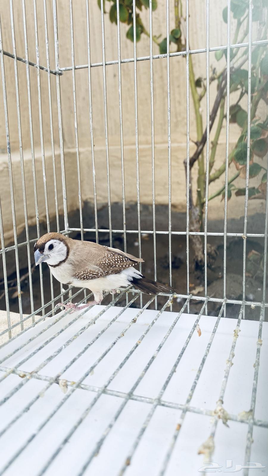 طيور الفنش نوادر64448954056065113