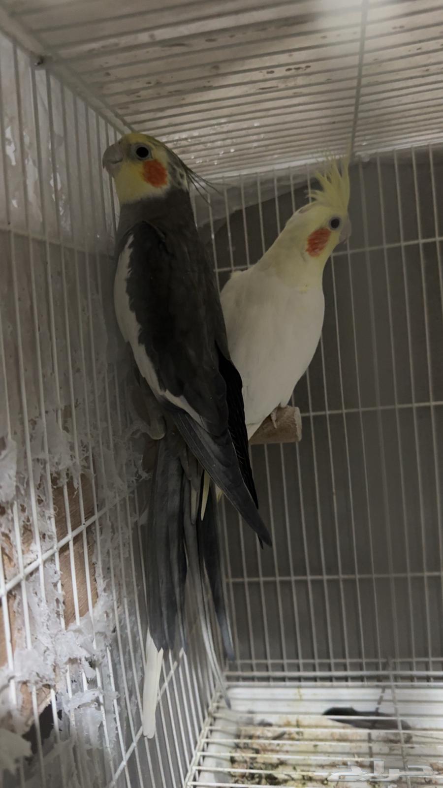 Crown ring with product condition (sold)64447069014273112