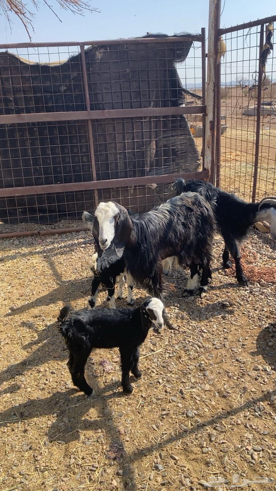 معزا ولد طيبه بالحيل64444016583683111