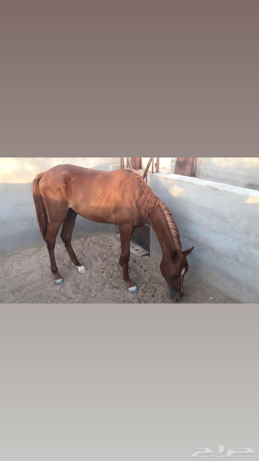 Arabian Colt64443587712129110